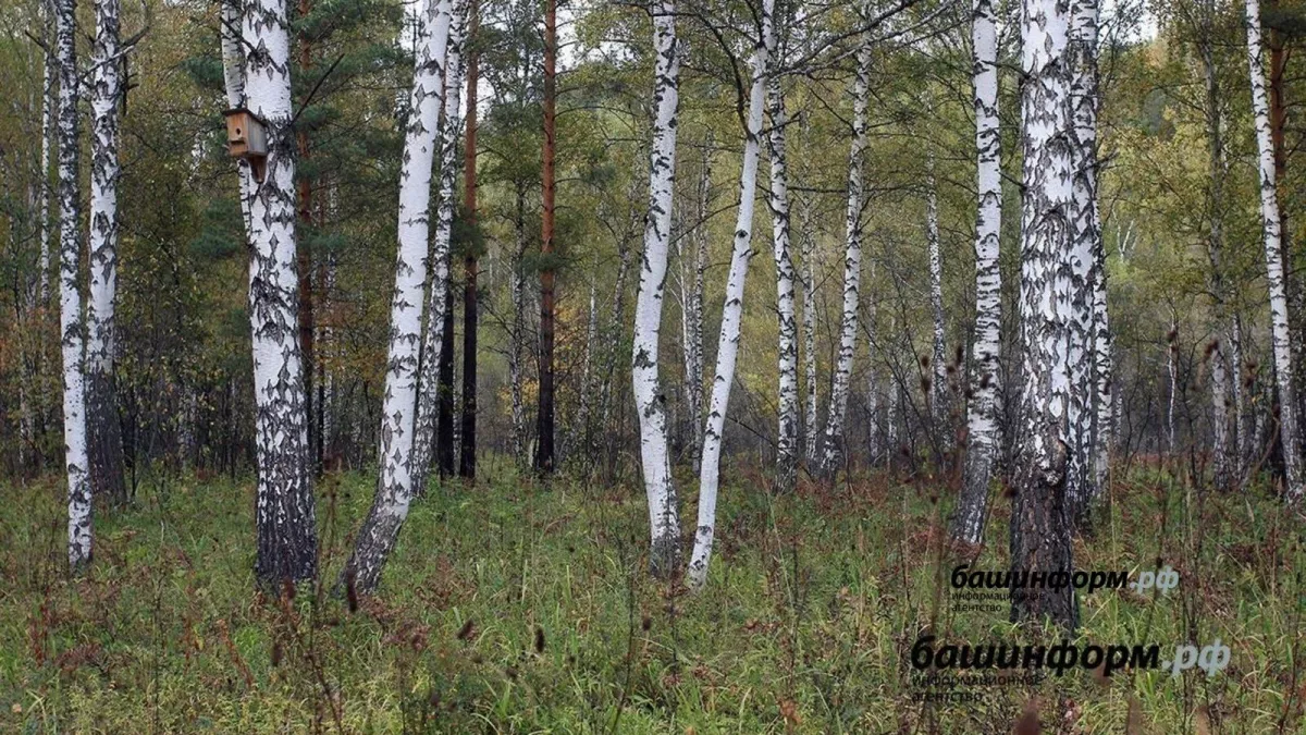 16,3 тысячи кубометров леса уйдут с молотка в Башкирии