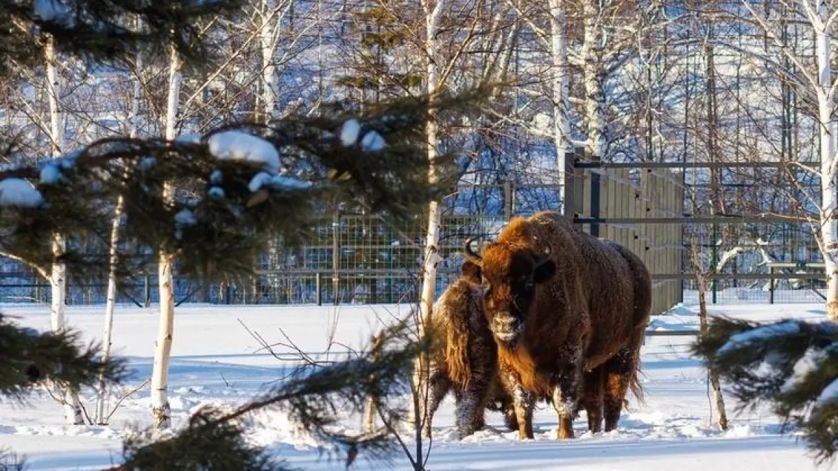 Белорусские зубры через 20 лет заселят башкирские леса