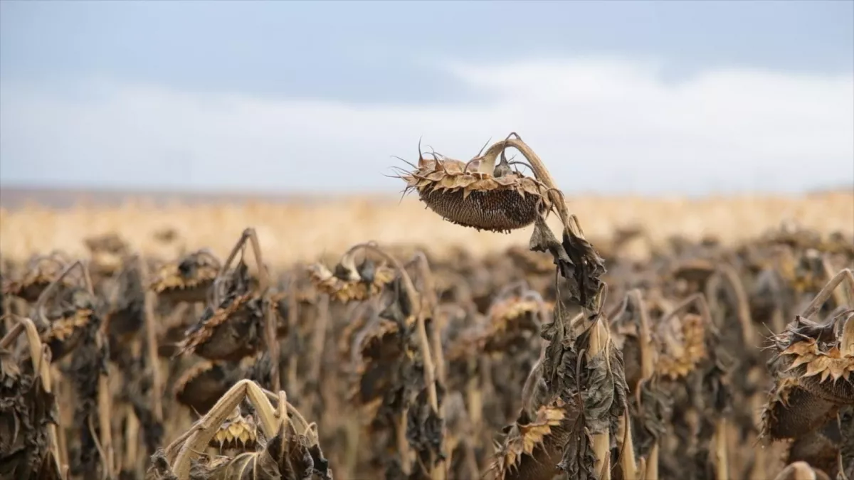 Башкирия нацелилась на миллион гектаров масличных культур