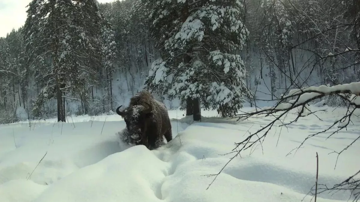 Лесной великан позировал перед скрытой камерой в Башкирии