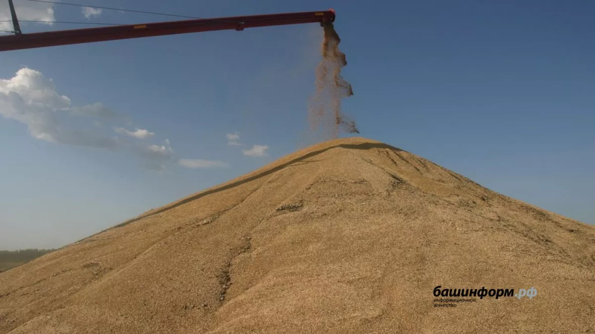Башкирское зерно покоряет 12 стран: экспорт вырос на 14 тысяч тонн