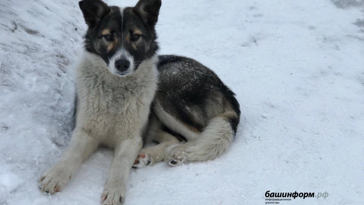 В Уфе за неделю бродячие собаки покусали 10 человек