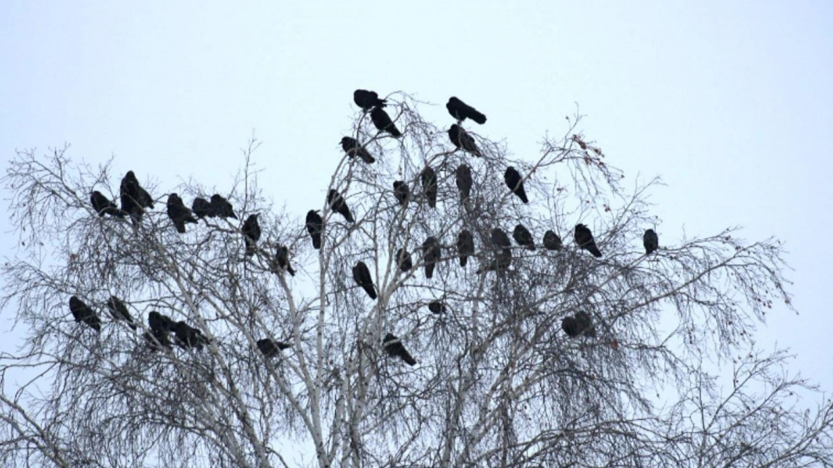 В Башкирии температура поднимется до +13 градусов без осадков