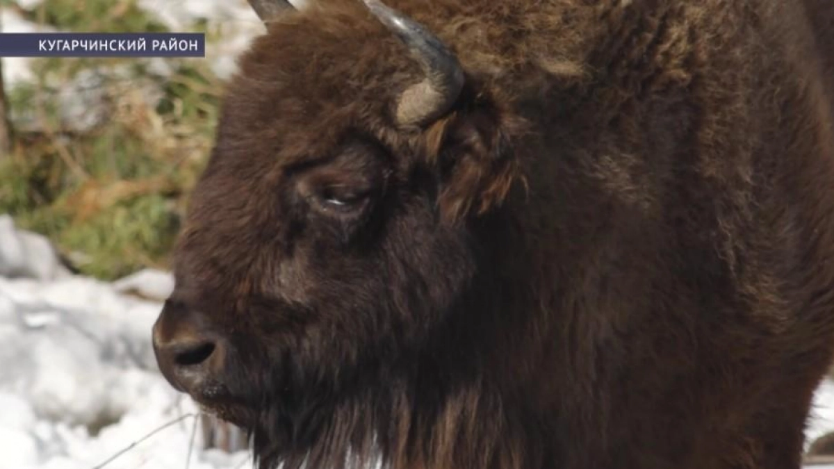 Башкирия получит девять новых зубров на президентский грант в 10 млн рублей