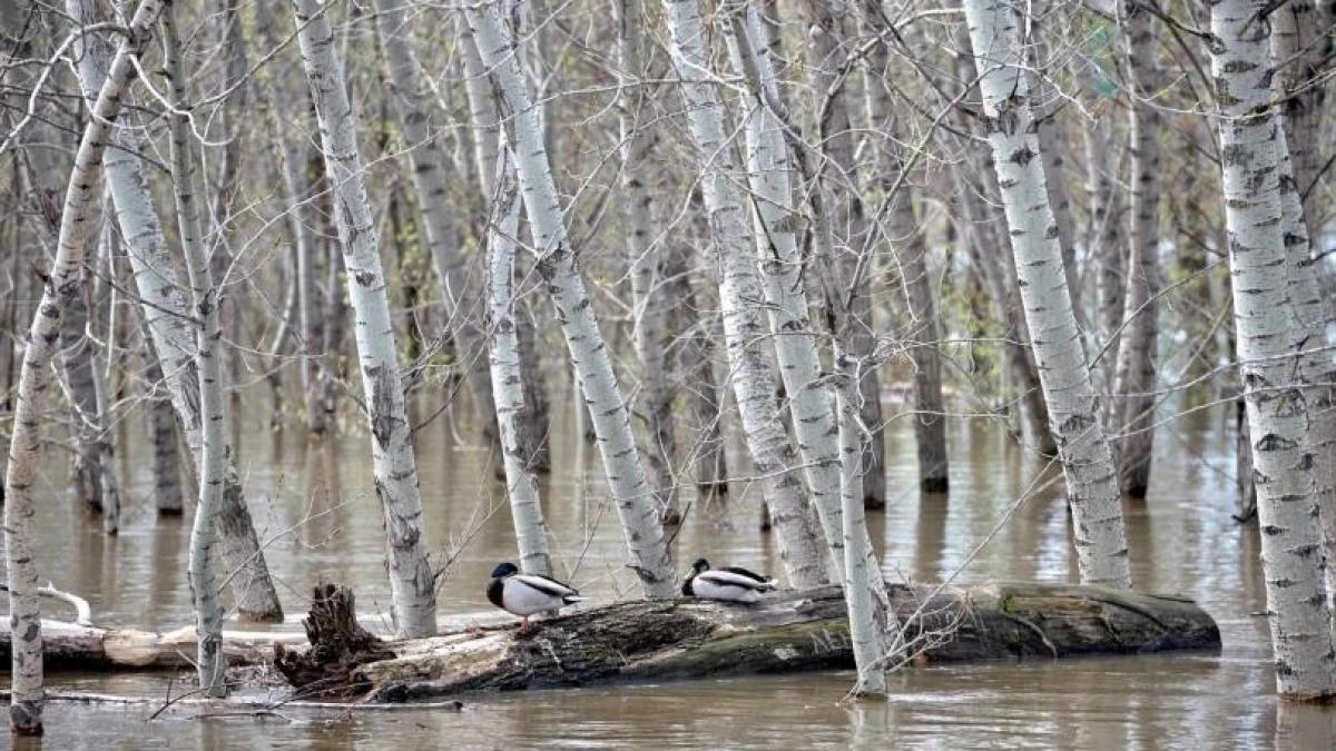 Более 86 тысяч жителей Башкирии могут оказаться в зоне подтопления