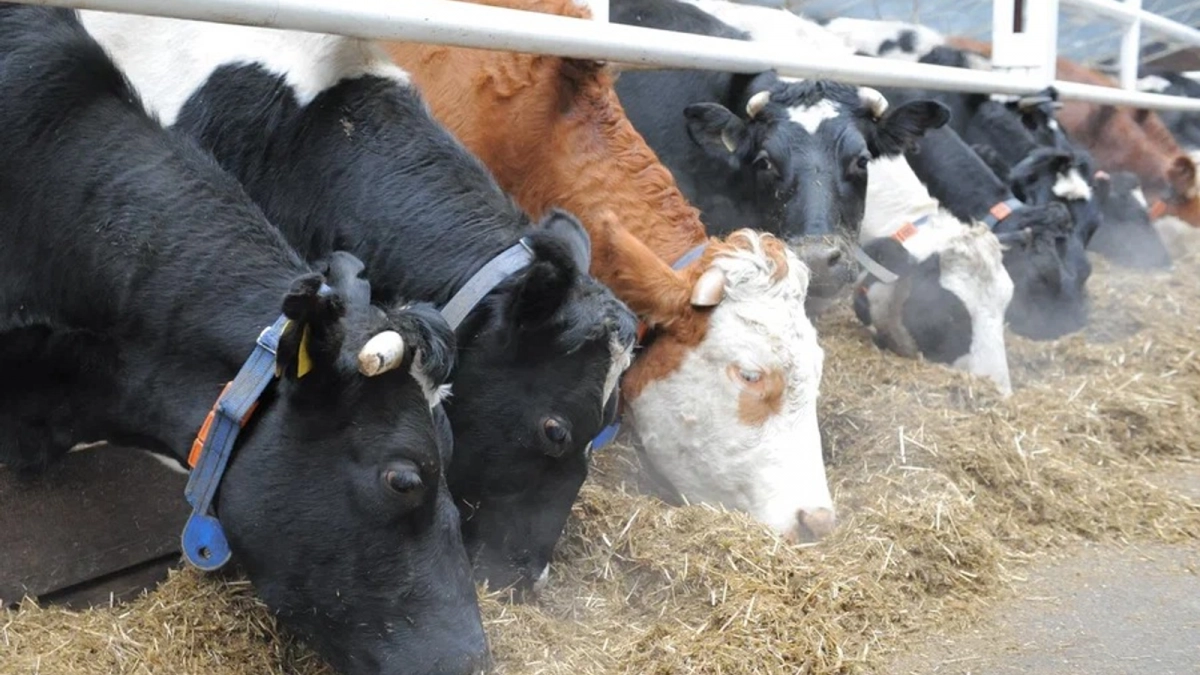 Ветеринары Башкирии назвали главные правила защиты скота от сибирской язвы и бруцеллёза