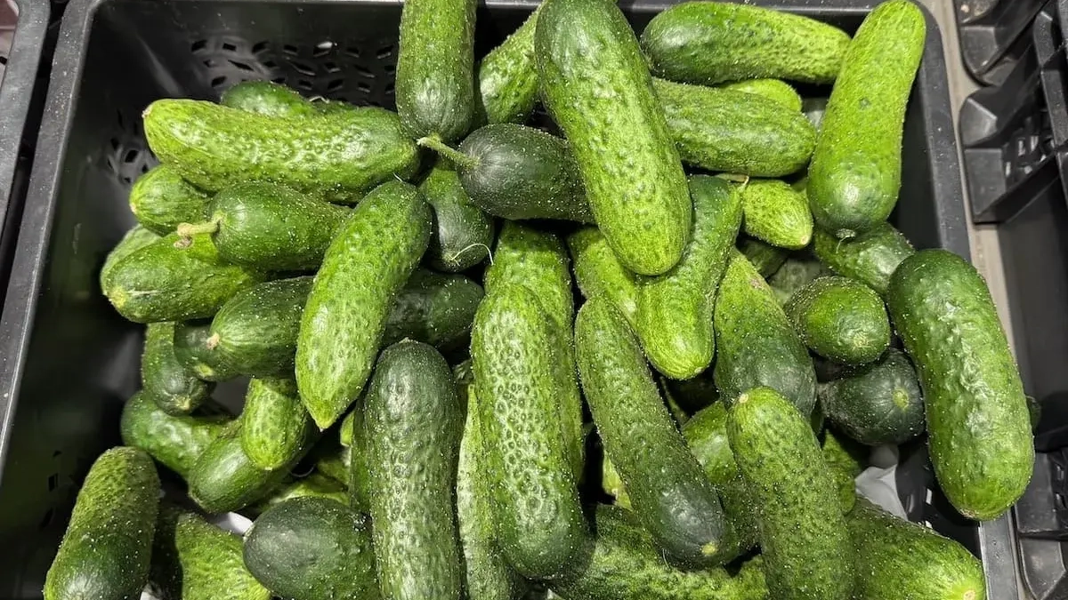 АПК «Алексеевский» сокращает управленцев и наращивает производственный персонал