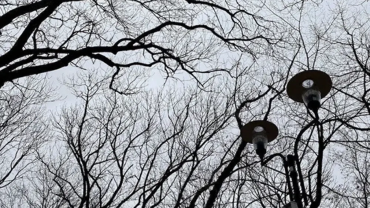 В Уфе вырубают здоровые деревья ради безопасности газопровода