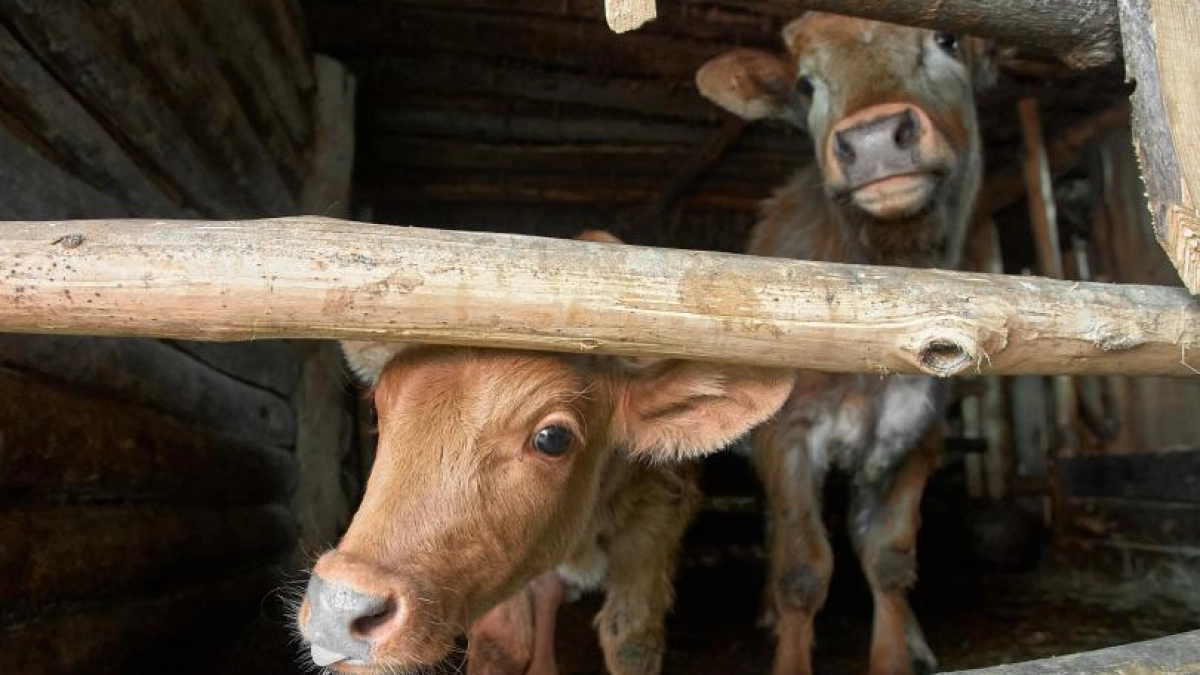 Глава Башкирии снял карантин по бешенству в селе Иглино