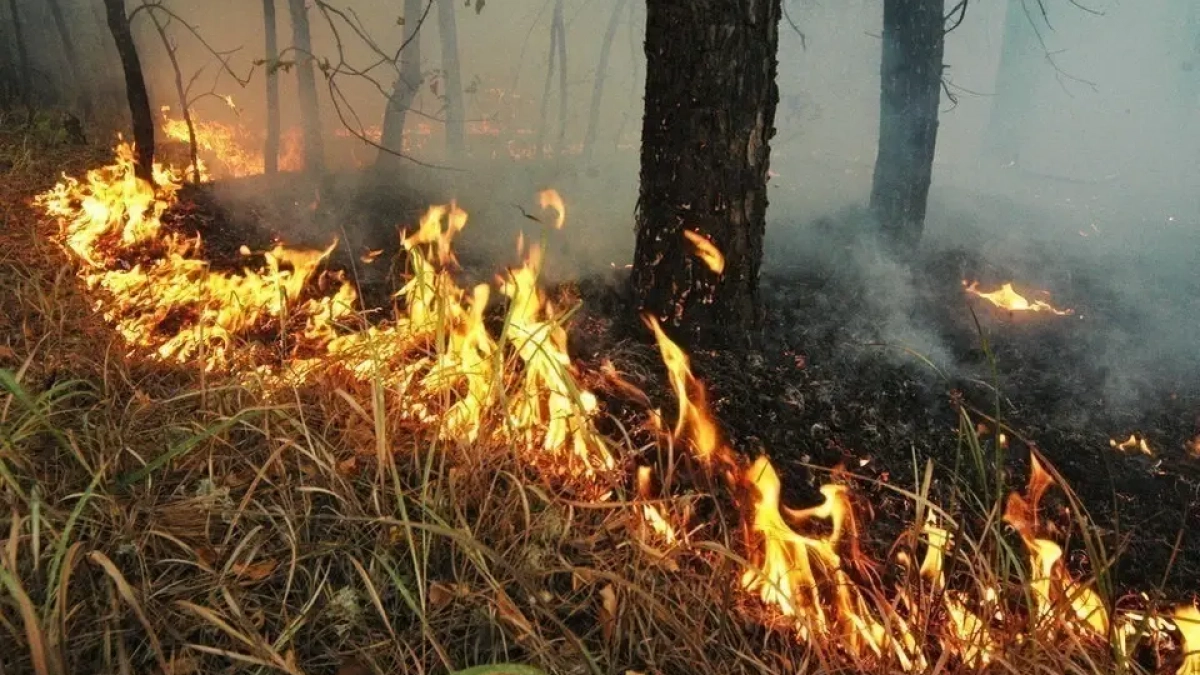 В Башкирии с 18 апреля вводится пожароопасный сезон: что запрещено в лесах