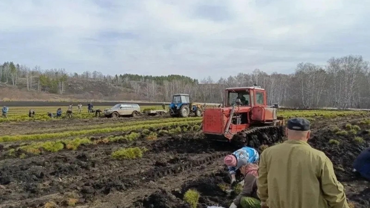 Башкирия высадит 28 миллионов сеянцев: сезон лесовосстановления стартует 13 апреля