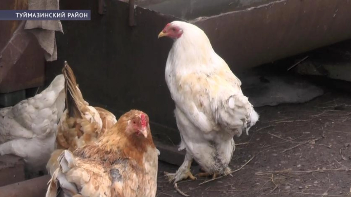 В Башкирии вакцинируют птиц после вспышки гриппа, уничтожившей целую фабрику