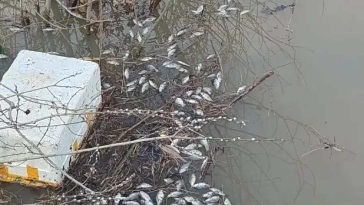 Рыба массово погибла на озере Аксаковское в Башкирии: причины выясняют