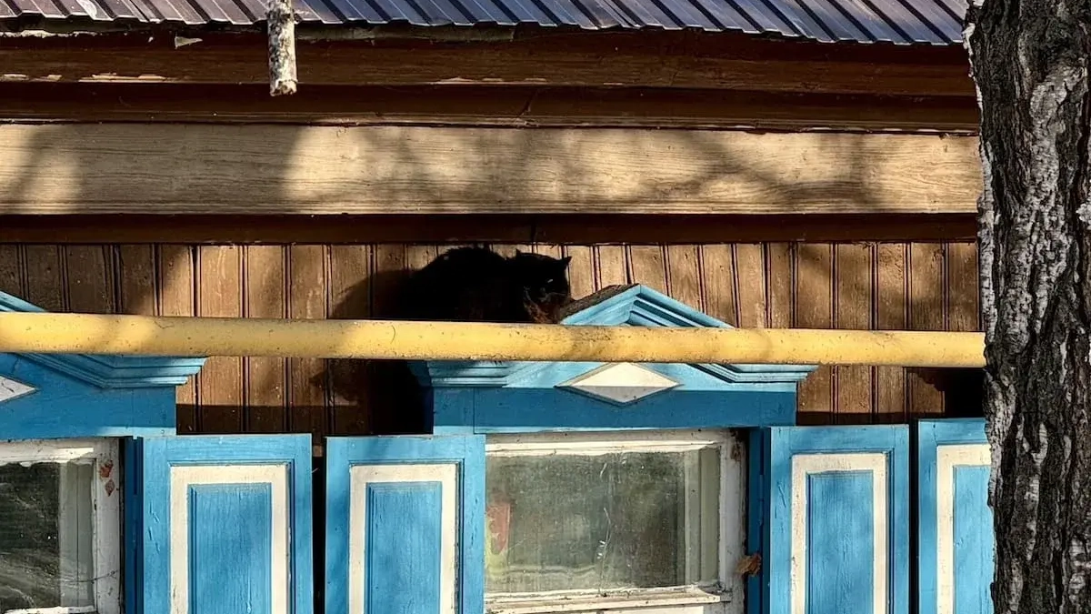 Хабиров снял карантин по бешенству в Стерлитамаке и двух сёлах Башкирии