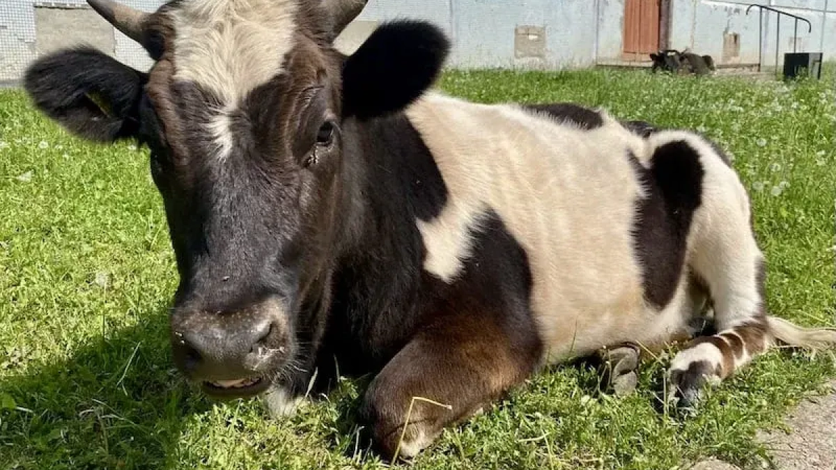 В Баймакском районе Башкирии продают четырёх коров весом до 500 кг