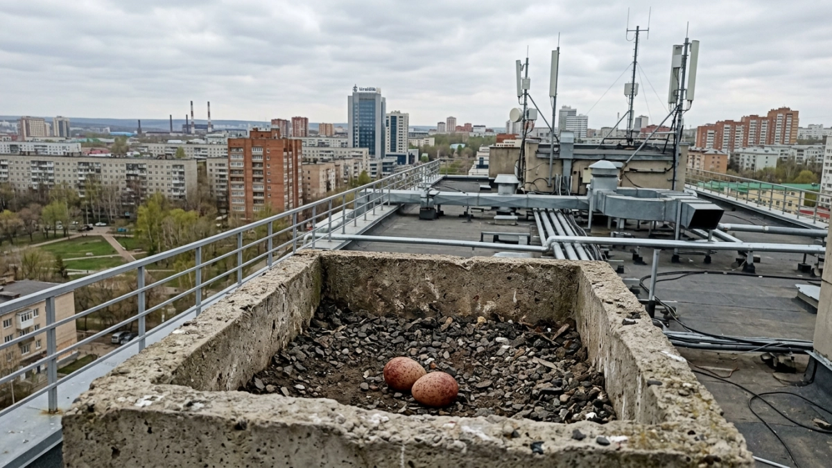 Сапсаны на крыше банка в Уфе отложили яйца — скоро онлайн-трансляция