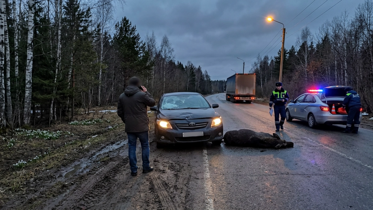 Toyota Corolla сбила лося на трассе в Башкирии: погибла пассажирка