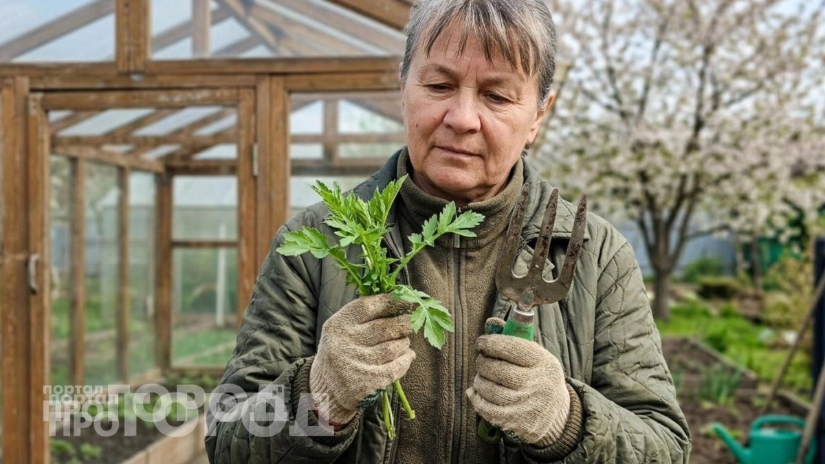 Избавилась от паутинного клеща без капли химии: этот обычный сорняк выгнал вредителя с моих грядок навсегда