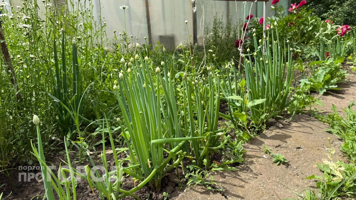 Урожай лука размером с кулак без лишних затрат: всего три простых действия при посадке обеспечат быстрый рост