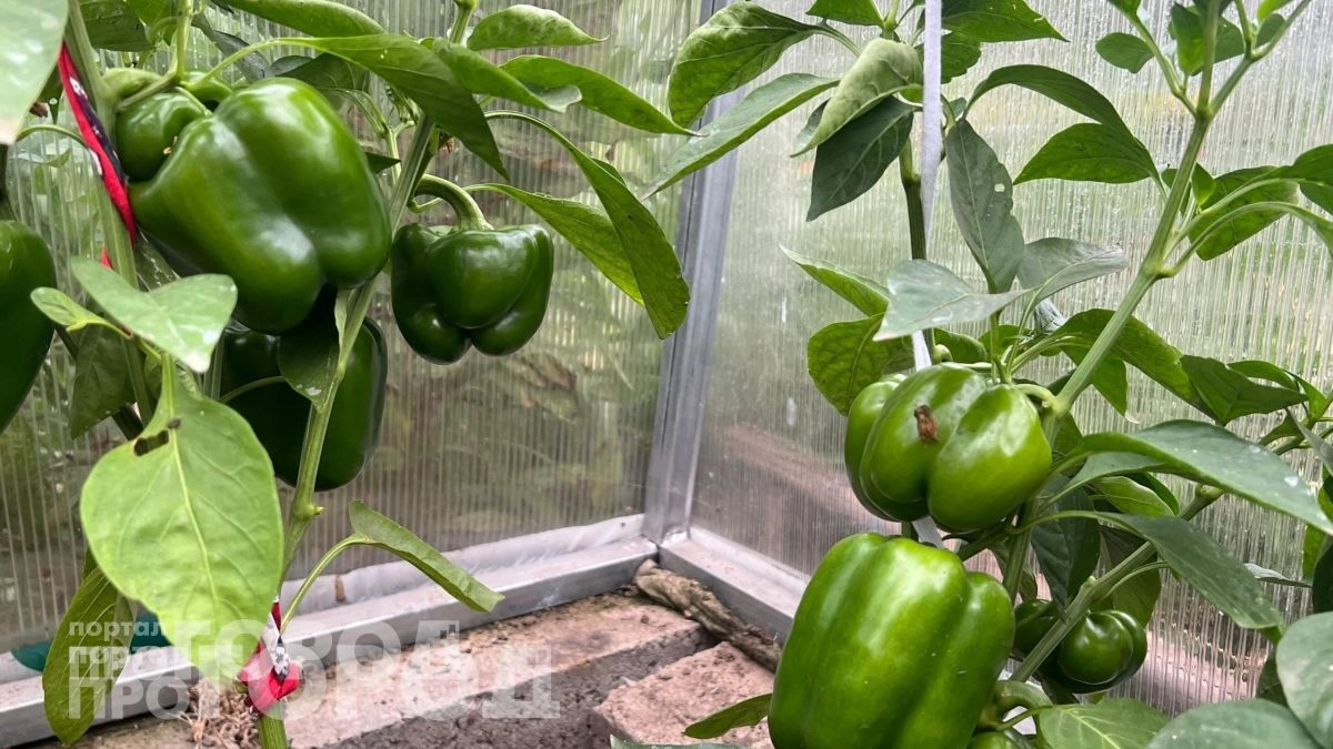 Забудьте про тяжелую работу в огороде: этот немецкий подход к посадке перцев удваивает сбор плодов за сезон