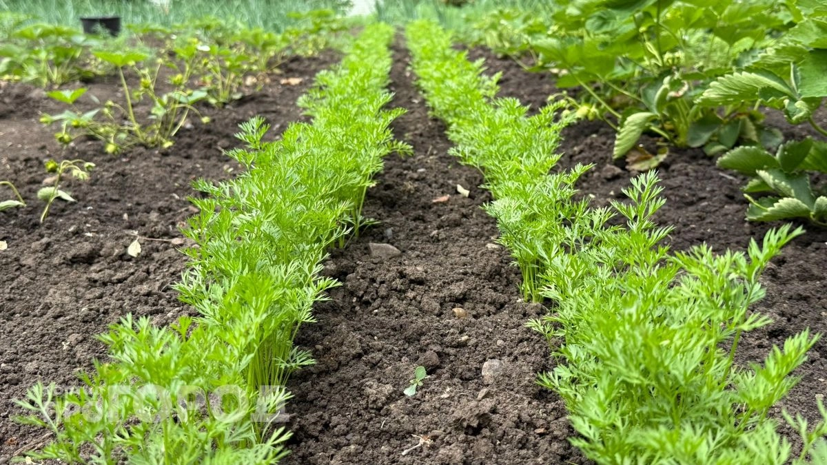 Морковь взойдет через три дня без лишних хлопот: простые приемы для тех, кто устал ждать появления ростков