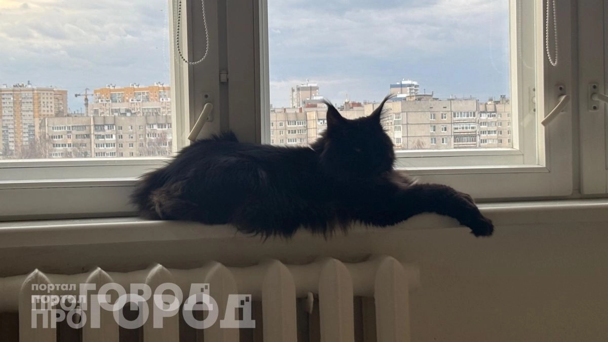 Забудьте о частых визитах к врачу: 3 породы кошек с железным здоровьем, которые живут рядом до 20 лет