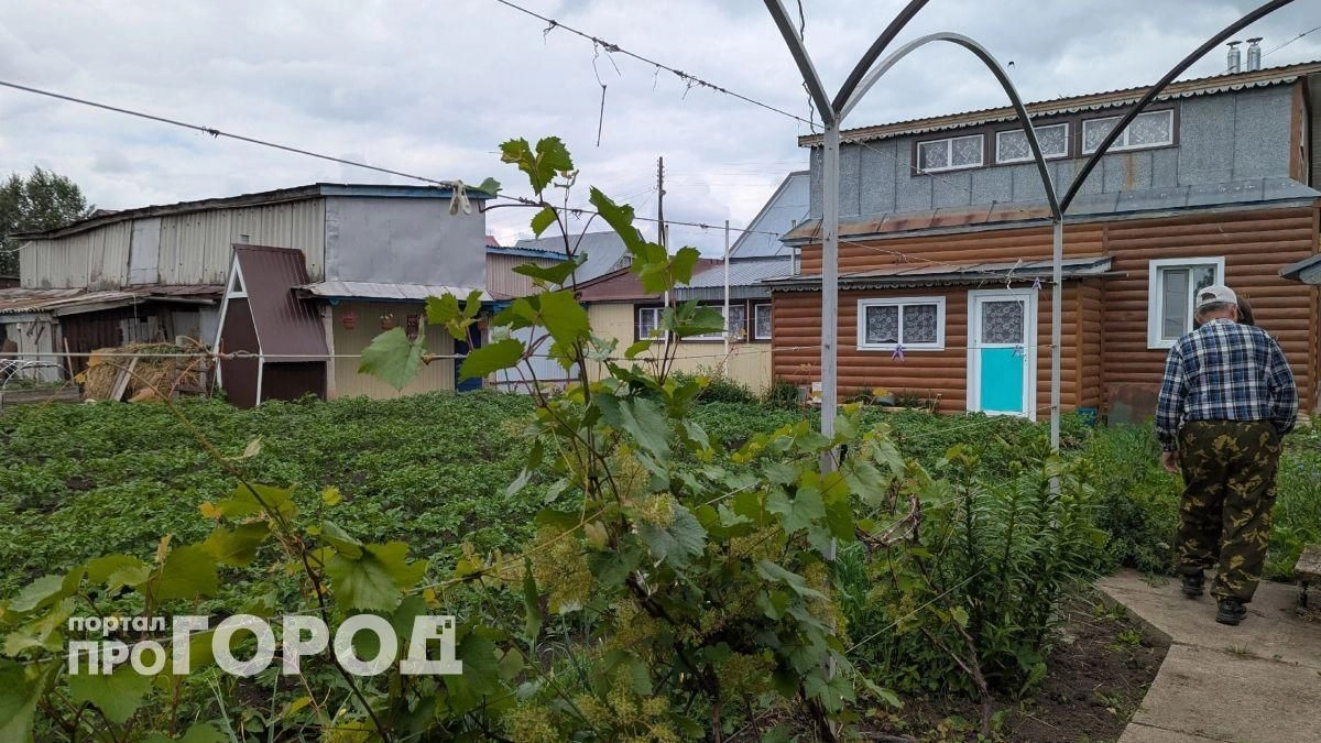 Опрыскал кусты перед сном и забыл о тле навсегда: копеечное средство из аптеки спасло мой богатый урожай