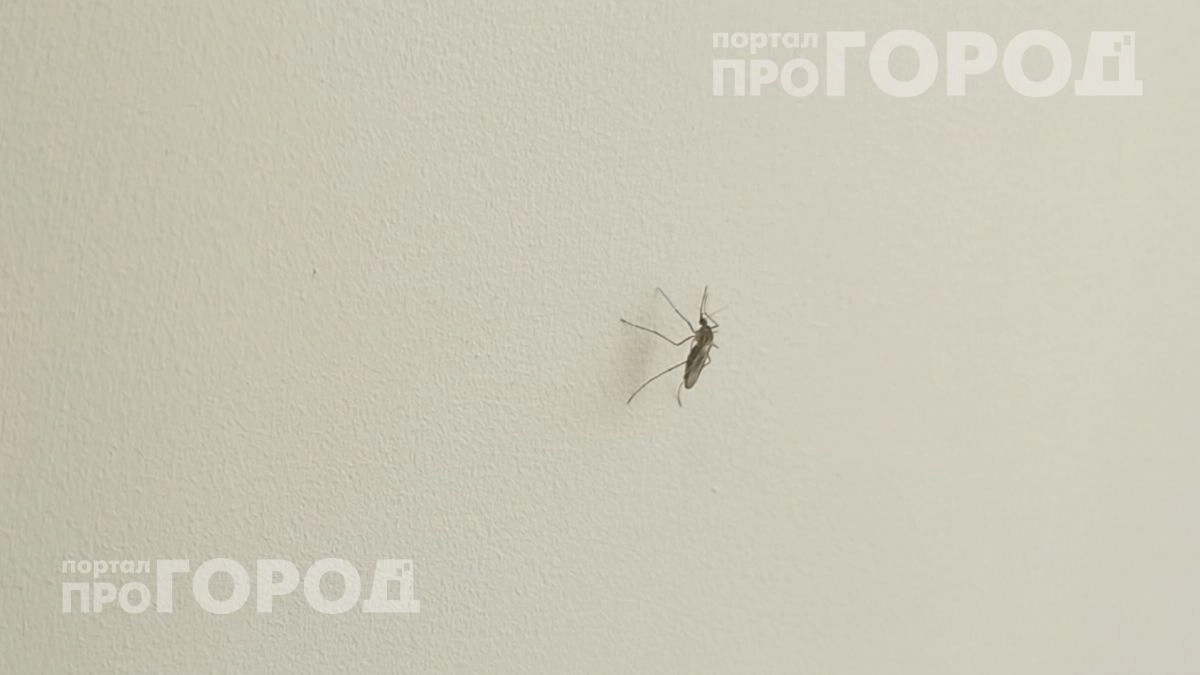Выкиньте дорогую химию в мусор: копеечный аптечный флакон защищает от комаров надежнее любых спреев