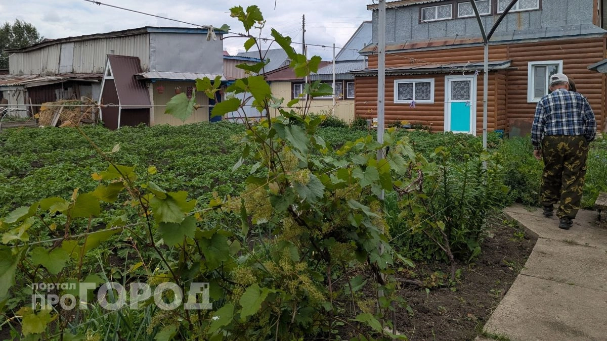 Больше никакой прополки: просто разведите стакан этого состава в ведре воды и сорняки исчезнут к утру