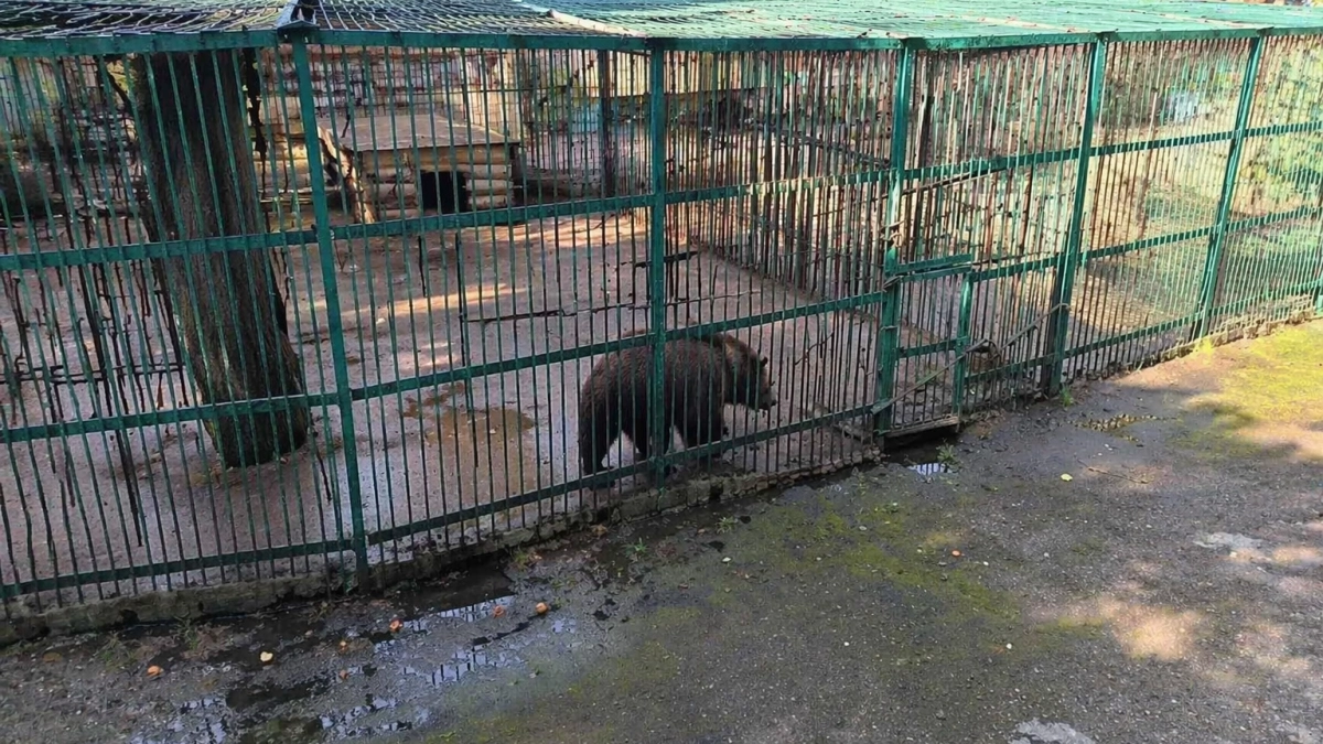 В Уфе объяснили, как защищают животных зверинца при травле крыс в парке