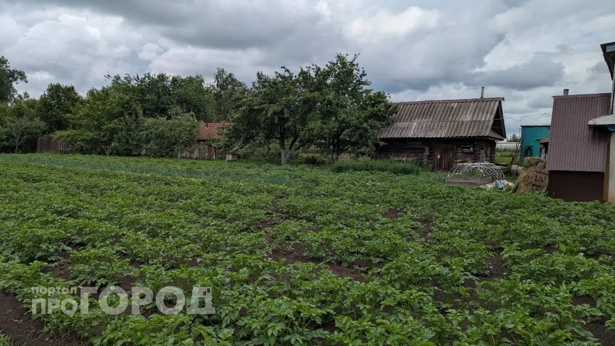 Больше не нужно собирать жуков вручную: этот копеечный раствор спас мой картофель за один вечер обработки