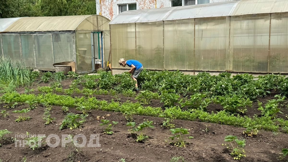 Лучше выброшу весь урожай в компост, чем угощу соседей: реальная причина, о которой молчат дачники