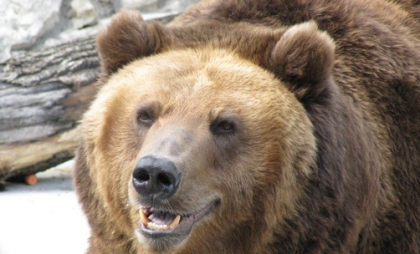 В Башкирии объявили награду 50 тысяч за убитого медведя