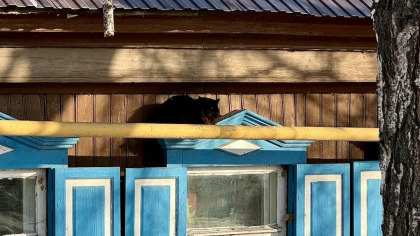 Хабиров снял карантин по бешенству в Стерлитамаке и двух сёлах Башкирии