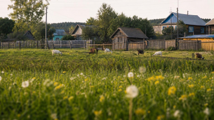 В башкирской деревне Юлдыбай сняли карантин по бешенству животных